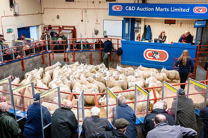 Neil McCleary selling lambs at Longtown