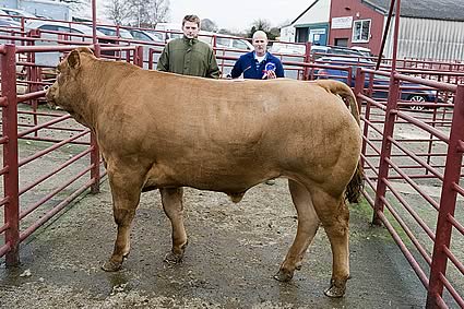 4 - Reserve overall Champion Beast - from Messrs Sissons & Sons, Fenton Farm